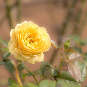 Rosa 'Michelangelo®'