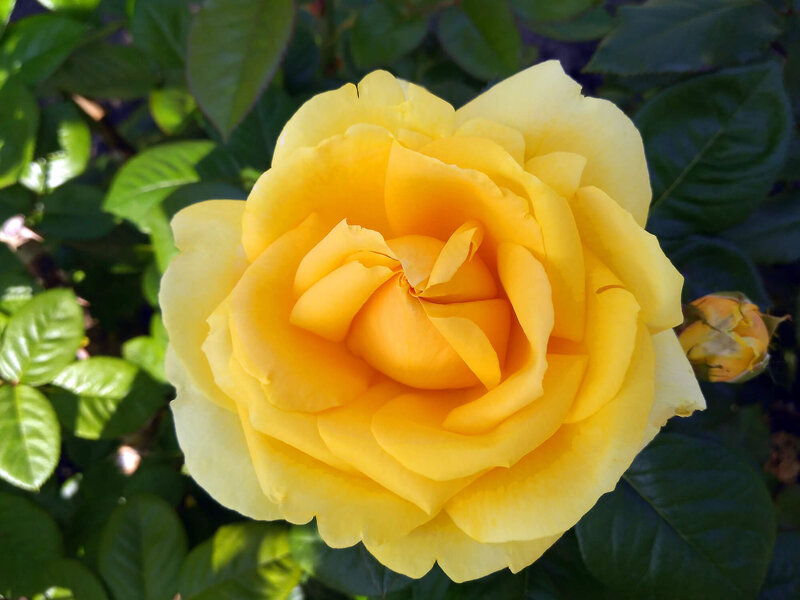 Rosa 'Michelangelo®'