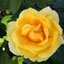 Rosa 'Michelangelo®'