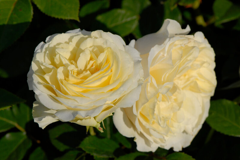 Rosa 'My Girl'