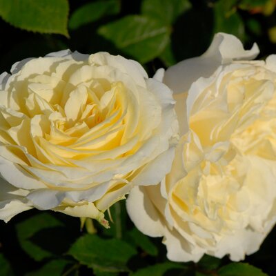Rosa 'My Girl'