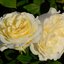 Rosa 'My Girl'