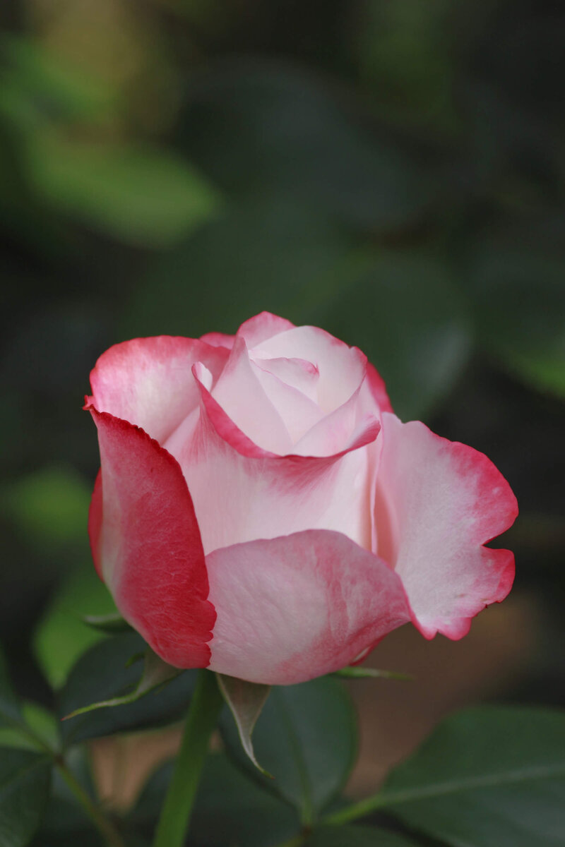 Rosa 'Nostalgie®'