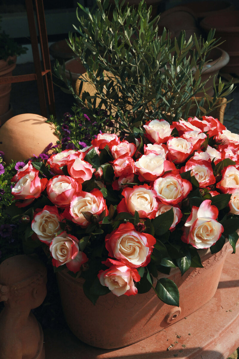 Rosa 'Nostalgie®'
