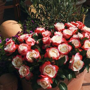 Rosa 'Nostalgie®'