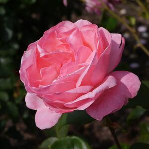 Rosa 'Queen Elizabeth®'