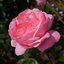 Rosa 'Queen Elizabeth®'