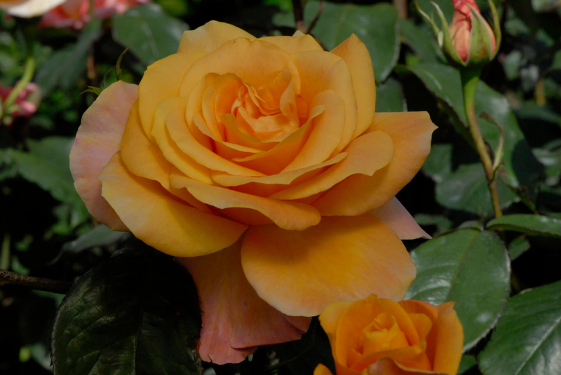Rosa 'Remy Martin®'