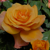 Rosa 'Remy Martin®'