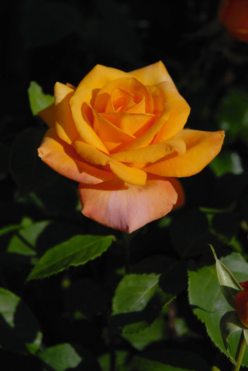 Rosa 'Remy Martin®'