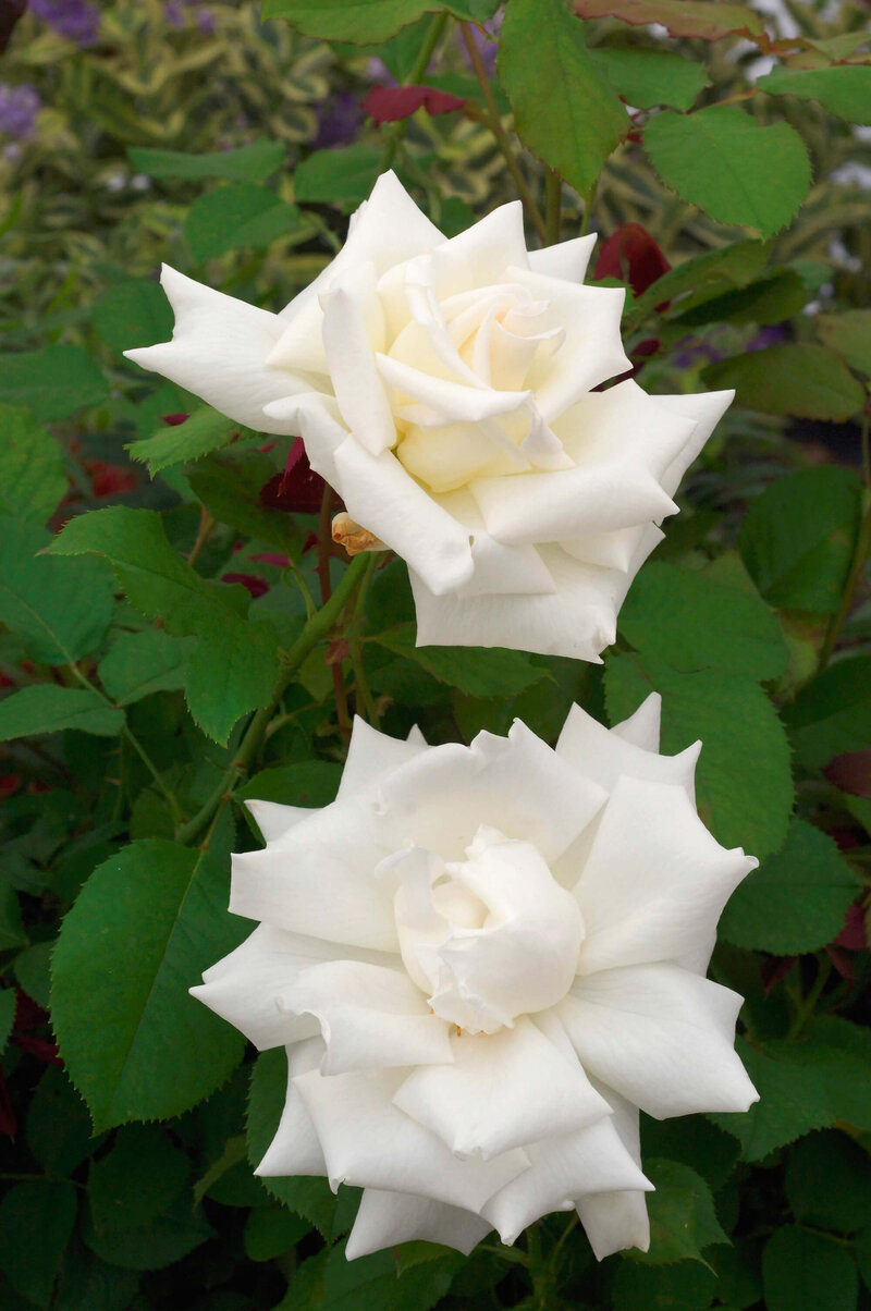 Rosa 'Papst Johannes Paul II'