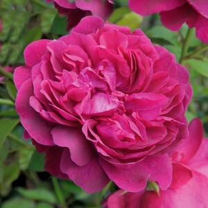 Rosa 'Darcey Bussell'
