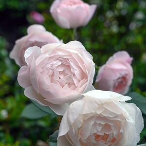 Rosa 'Gentle Hermione'