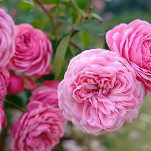 Rosa 'Gertrude Jekyll®'