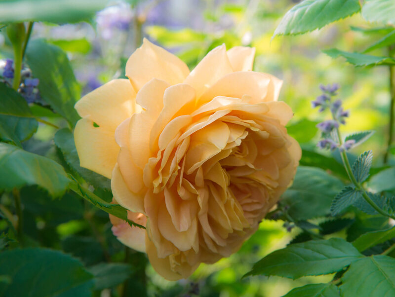 Rosa 'Golden Celebration'