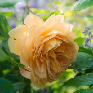 Rosa 'Golden Celebration'