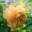 Rosa 'Golden Celebration'