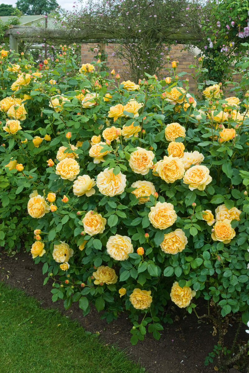 Rosa 'Golden Celebration'