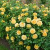 Rosa 'Golden Celebration'