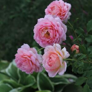 Rosa 'Jubilee Celebration'