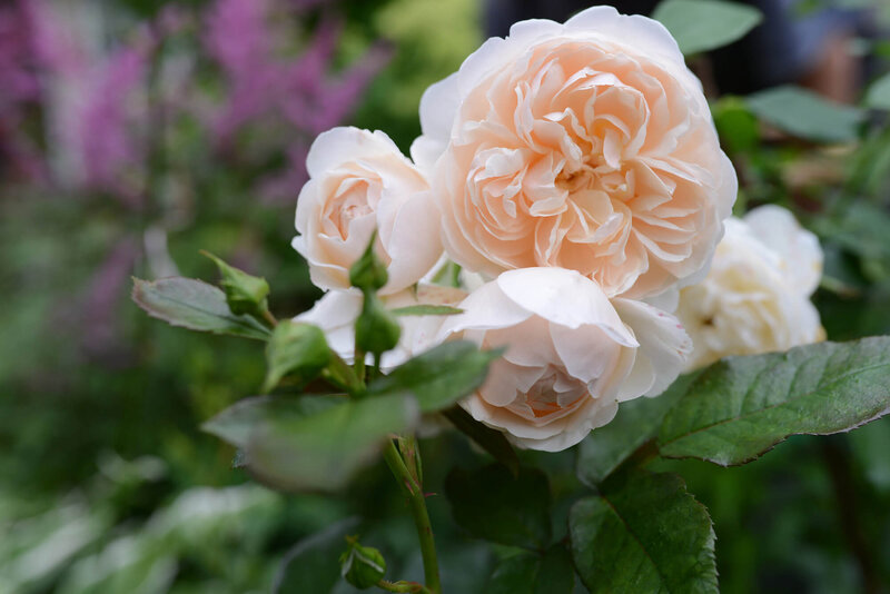 Rosa 'Lichfield Angel'