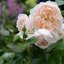 Rosa 'Lichfield Angel'