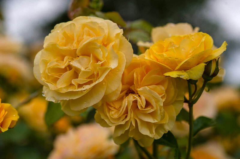Rosa 'Molineux'