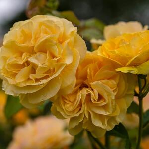 Rosa 'Molineux'