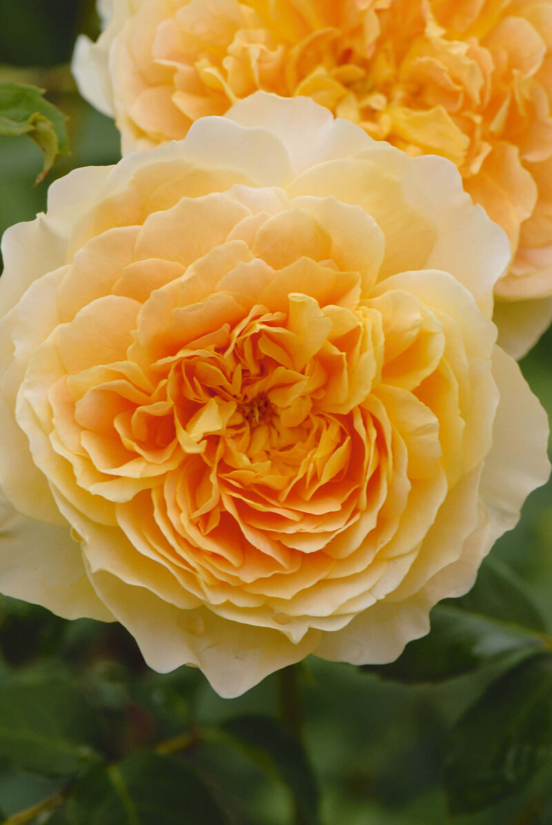 Rosa 'Molineux'