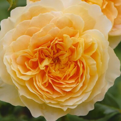 Rosa 'Molineux'