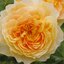 Rosa 'Molineux'