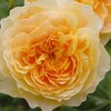Rosa 'Molineux'