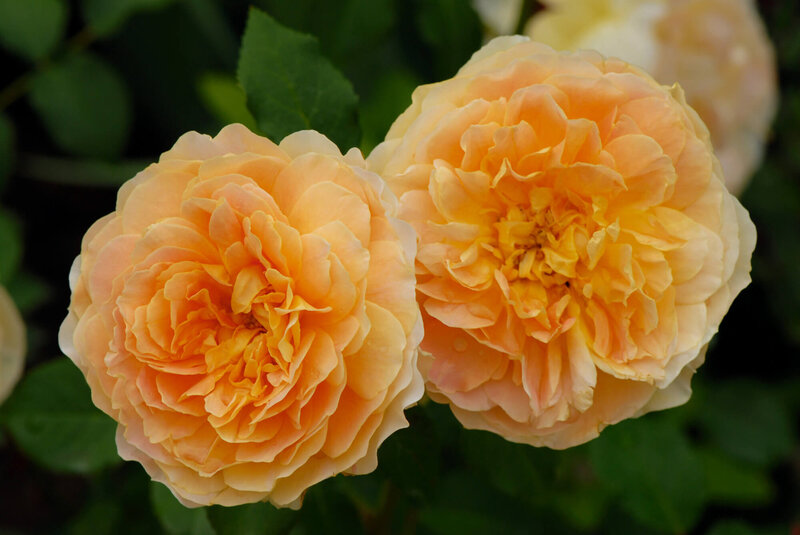 Rosa 'Molineux'