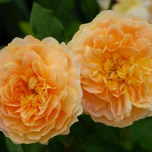 Rosa 'Molineux'