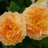 Rosa 'Molineux'