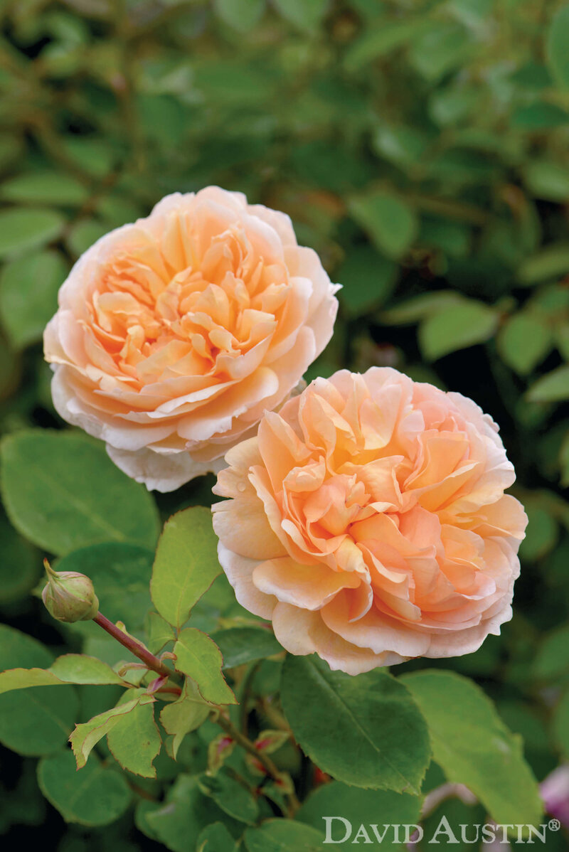Rosa 'The Lady Gardener®'