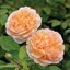 Rosa 'The Lady Gardener®'