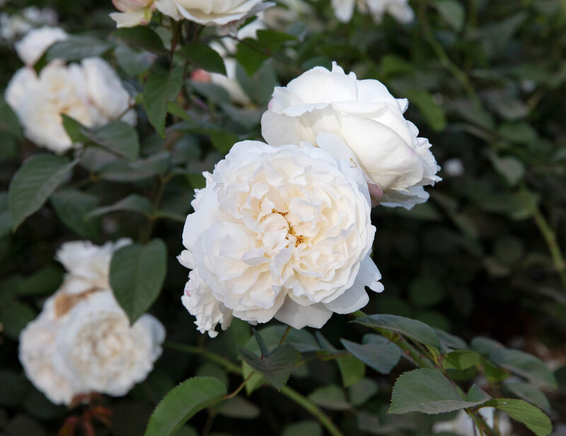 Rosa 'Winchester Cathedral®'