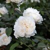 Rosa 'Winchester Cathedral®'