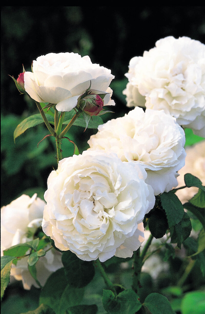 Rosa 'Winchester Cathedral®'