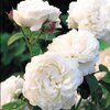 Rosa 'Winchester Cathedral®'