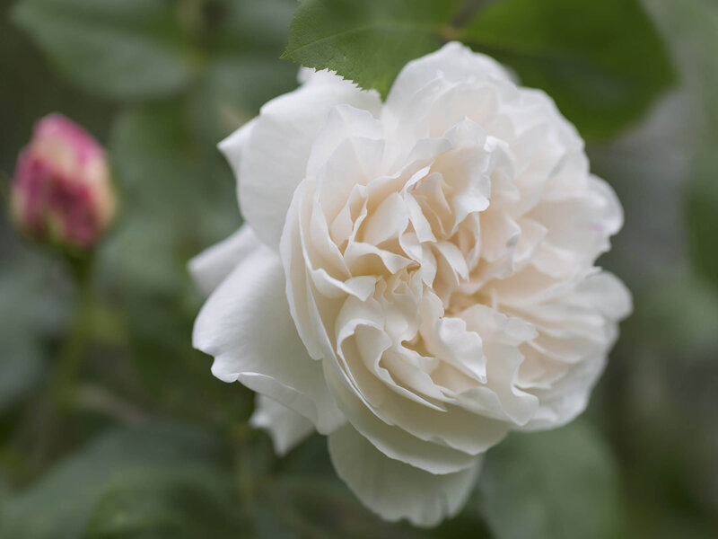 Rosa 'Winchester Cathedral®'