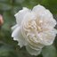 Rosa 'Winchester Cathedral®'