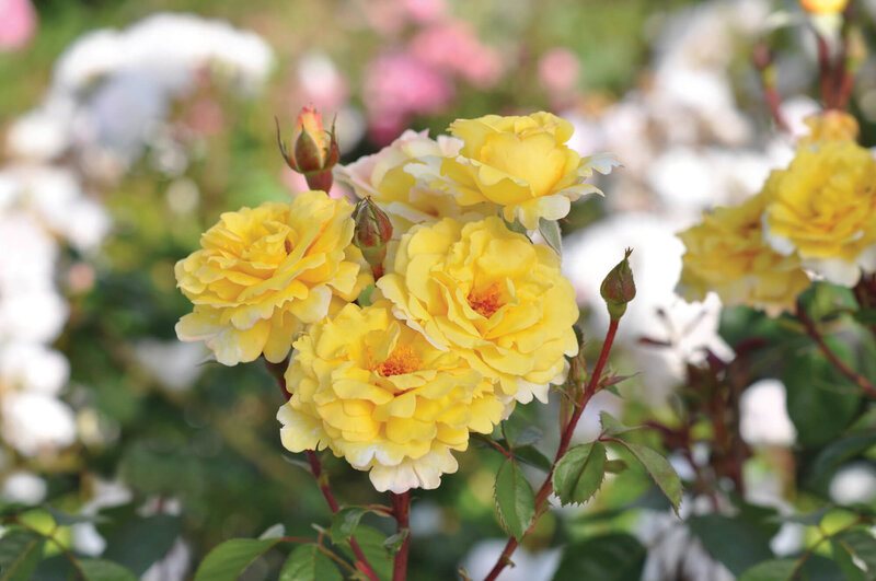Rosa 'Nadia Zerouali' 