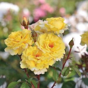 Rosa 'Nadia Zerouali' Taste of Love