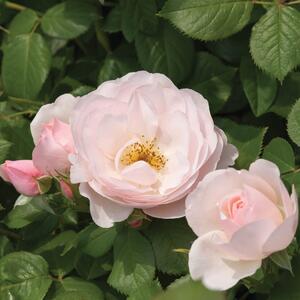 Rosa 'Pear' - Taste of Love