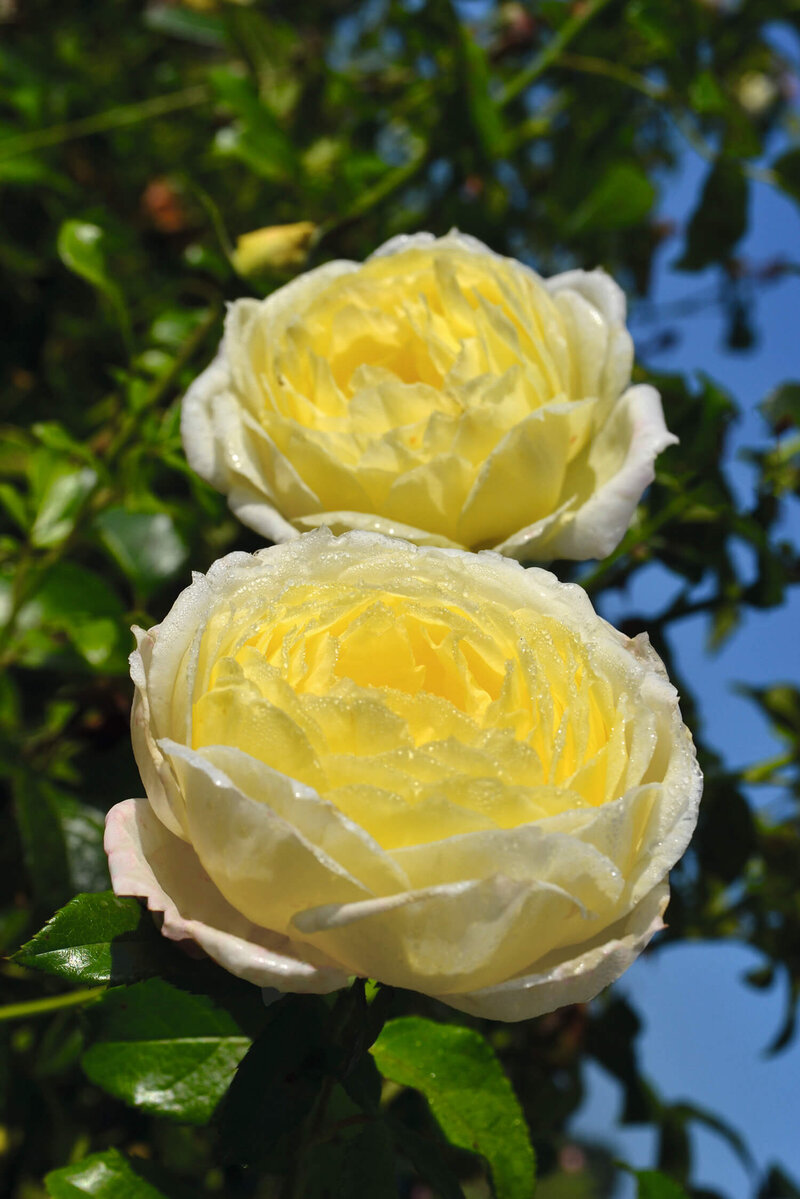 Rosa 'Amnesty International®'