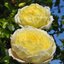 Rosa 'Amnesty International®'
