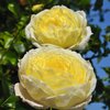 Rosa 'Amnesty International®'