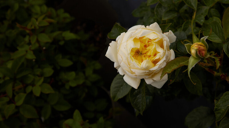 Rosa 'Amnesty International®'